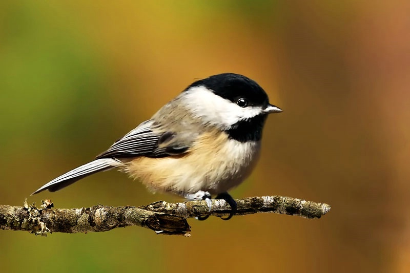 Chickadee