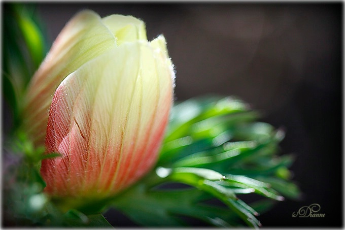 Spring Blooming