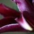 © STEVEN B. GRUEBER PhotoID# 12769465: 500/8 Nikkor Reflex