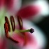 © STEVEN B. GRUEBER PhotoID# 12769576: 50/1.2 Olympus OM