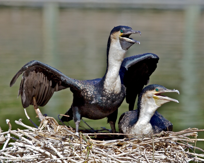 White-Necked Cormorants Nesting