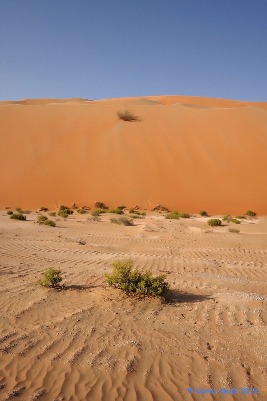 Desert Plants