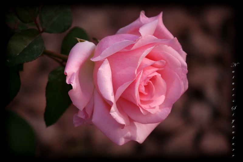 ~ Garden Rose ~ - ID: 12770164 © Trudy L. Smuin