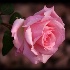© Trudy L. Smuin PhotoID# 12770164: ~ Garden Rose ~
