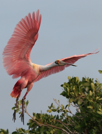 Spoonbill 