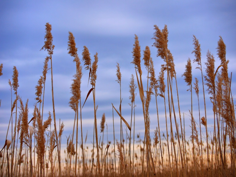 Blowing the breeze