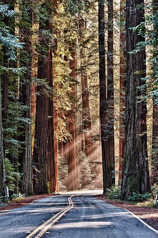 Avenue of the Giants-Redwoods Forest, California - ID: 12770475 © Carolina K. Smith