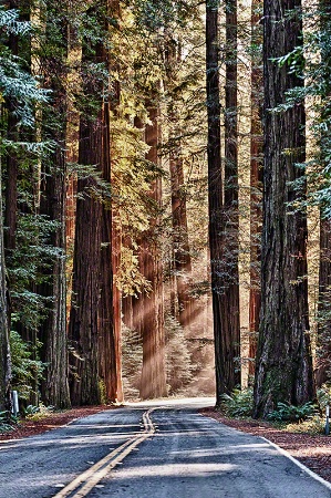 Avenue of the Giants-Redwoods Forest, California