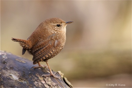 Little Winter Wren