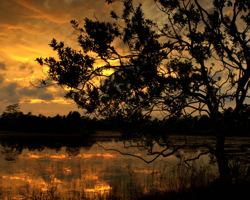 Swamp Tree Sunset