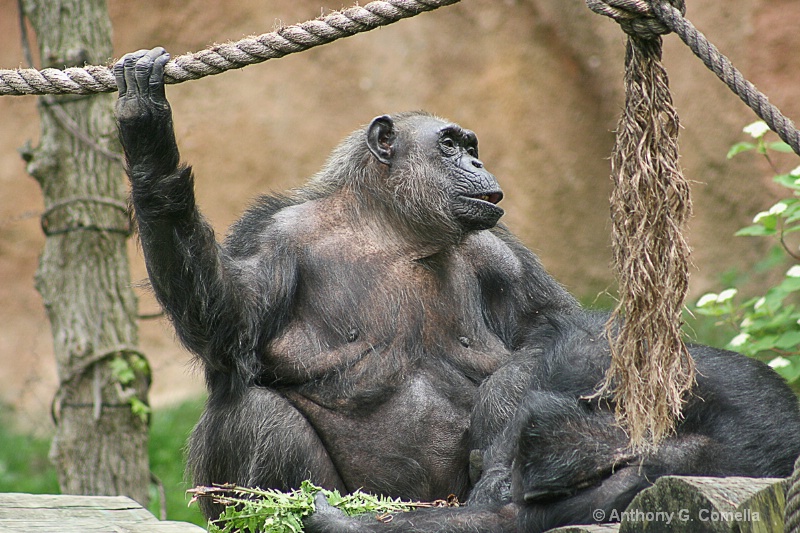 16 4 primate chimpanzee