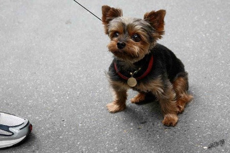 Cutes LittleYorkie Pup in NY City