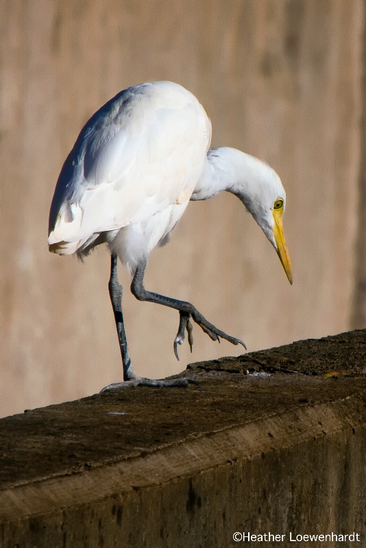 Egret Stroll