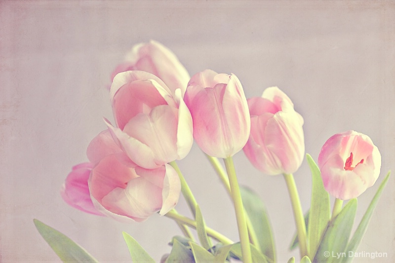 Pink Tulips!