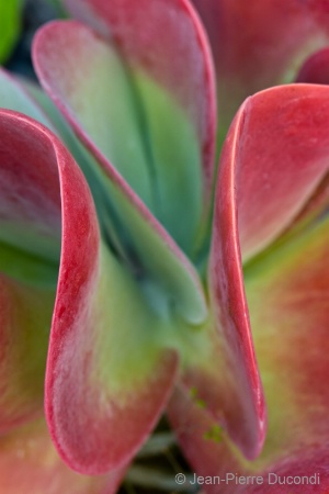 Curves and Colors