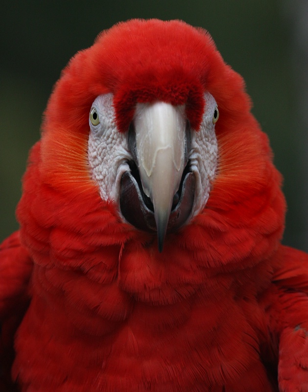 Scarlet Macaw