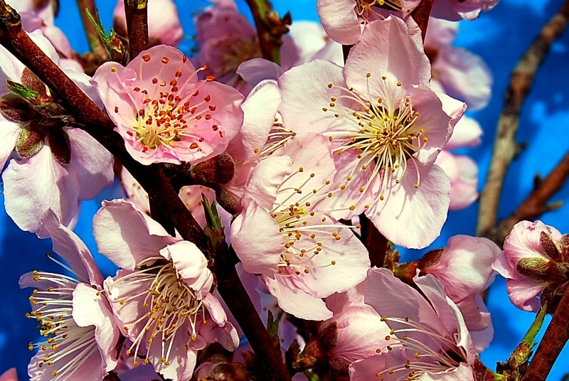 Peach Blossoms