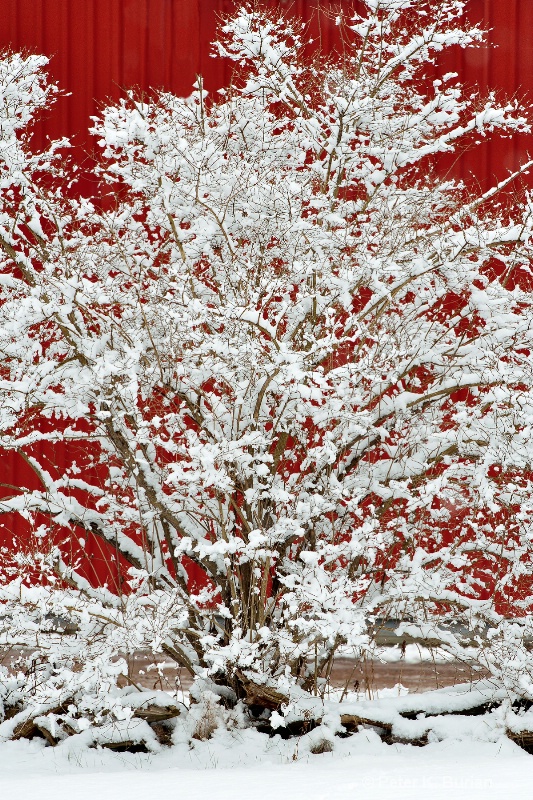 Snowy bush, red barn