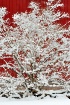 Snowy bush, red b...