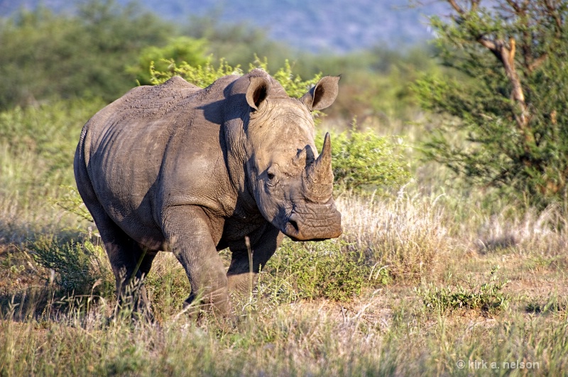 The Rhino