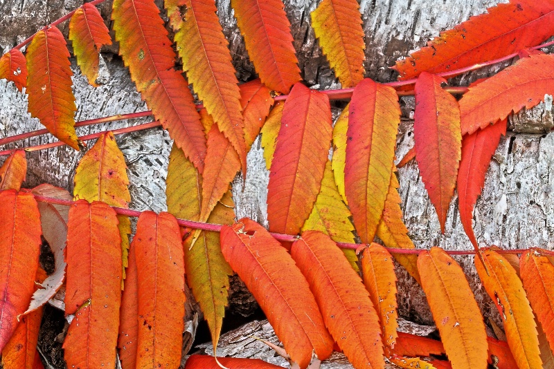 Autumn Birch