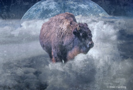 Tatanka Dreams