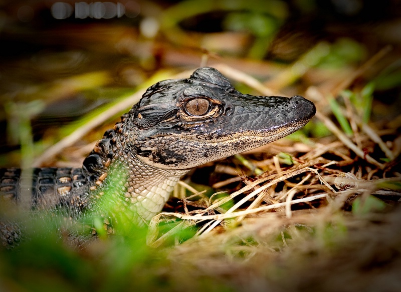 Baby Gators in the everglades