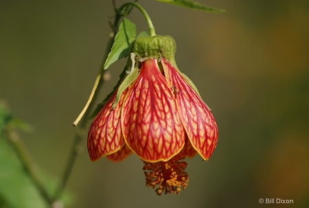 Flowering Maple