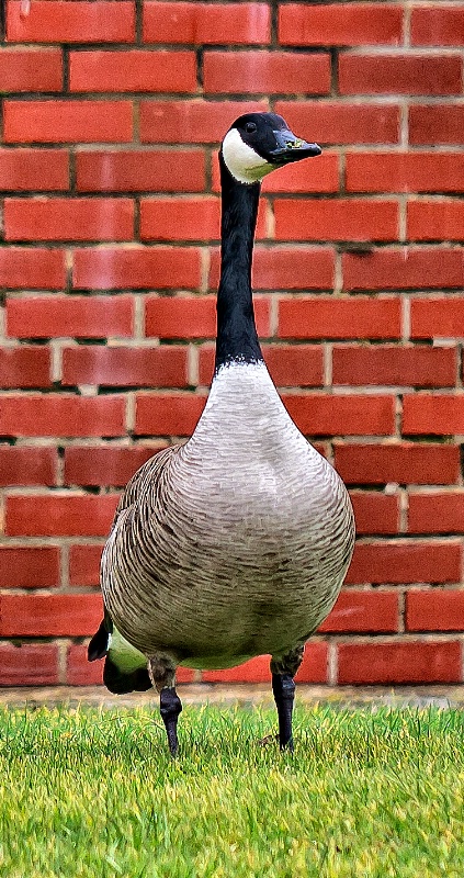 Goose or Gander