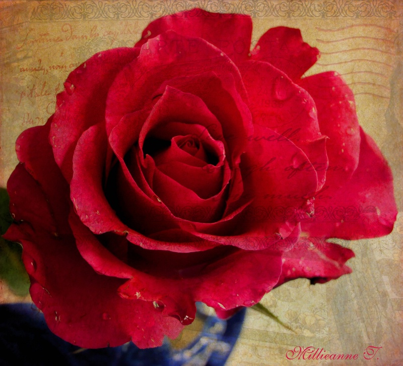 Sentimental Rose
