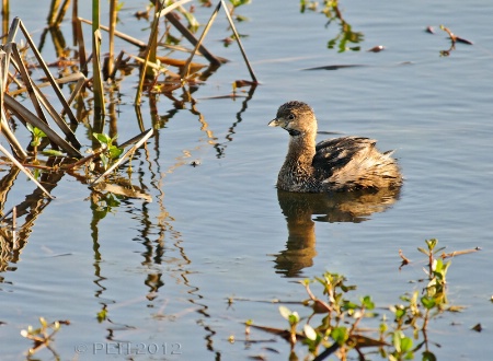 Pied-billed Grebe