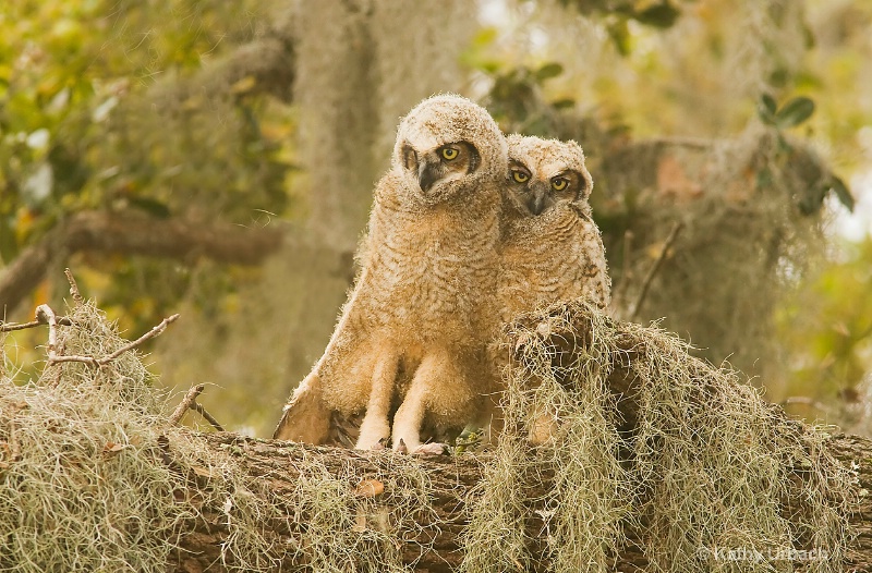 Great Horned Owl Chicks