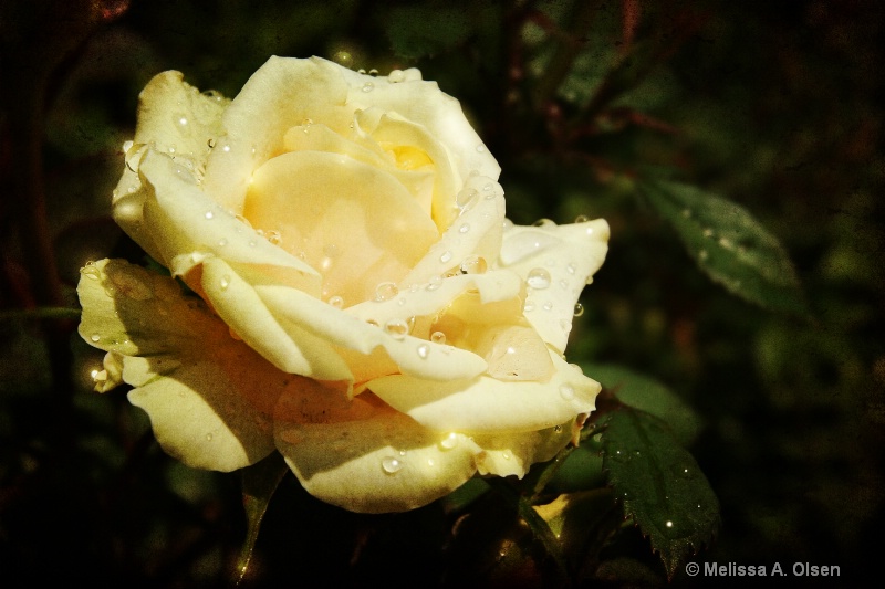 Yellow Rose Remembered