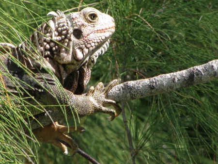 Up A Tree