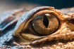 gator eye