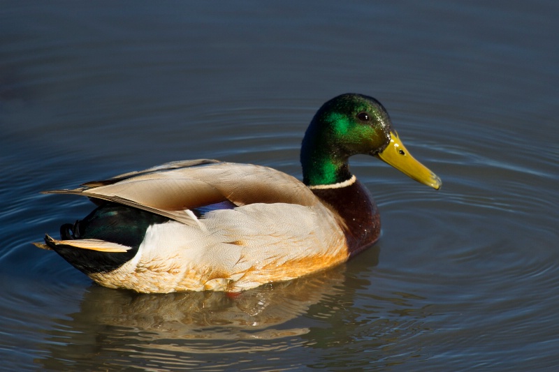 Mallard Duck - Male (Anas platyrhynchos)