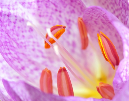 Crocus Majestic Colors