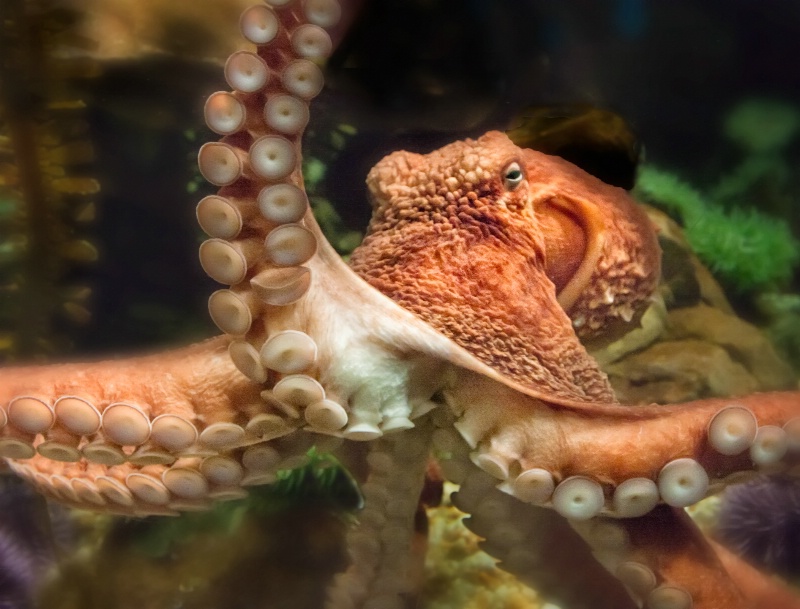 MT 02-2012 Octopus Friendly