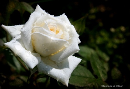 White Diamond Rose