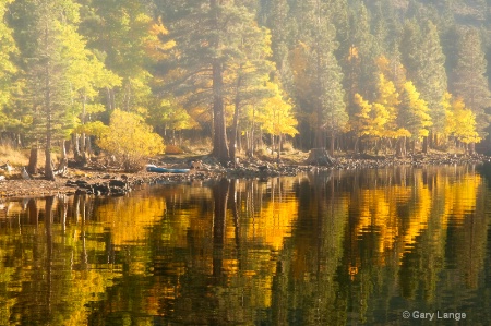 Trees in light fog