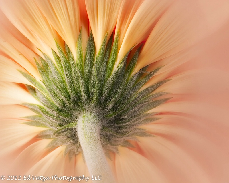 Gerber Daisy