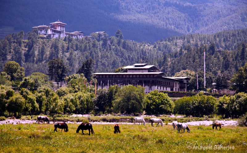 The Swiss farms at Bumthang, Bhutan