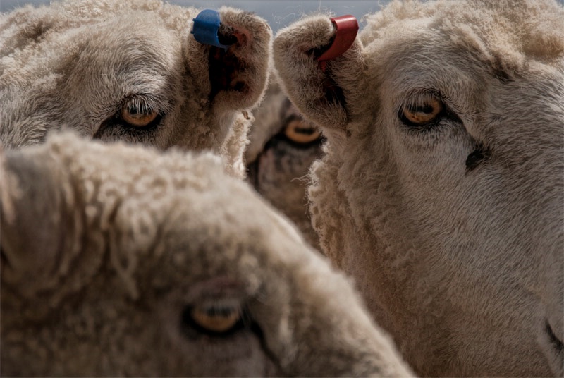 The Eyes Of Sheep