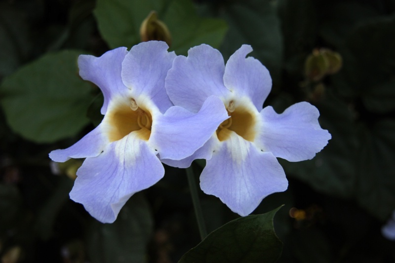 Roadside Blossoms