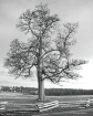 Gettysburg Tree