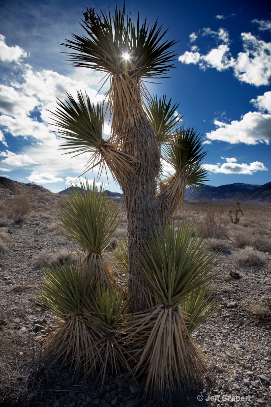 joshua tree 9188