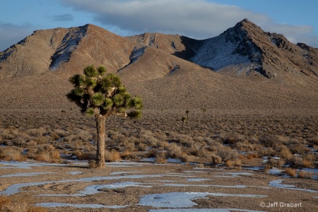joshua tree 9700