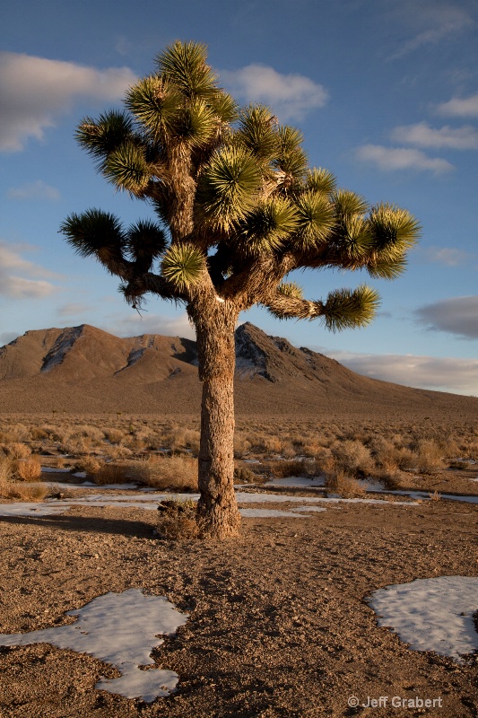 joshua tree 9719