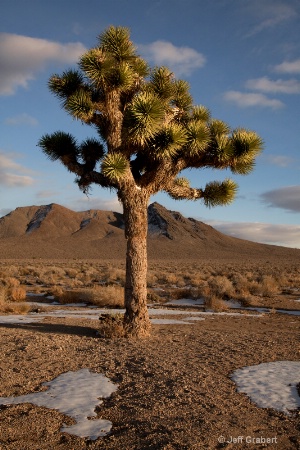 joshua tree 9719