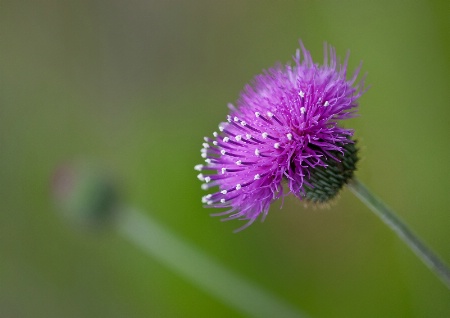 Pretty in Purple